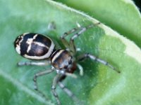 Cosmophasis micans DSC00346 edit